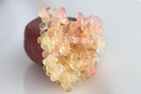 fingerlime